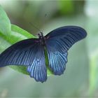 Papilio memnon agenor