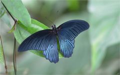 Papilio memnon agenor