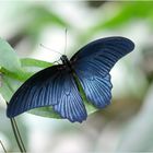 Papilio memnon Agenor