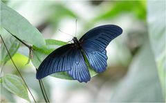 Papilio memnon Agenor