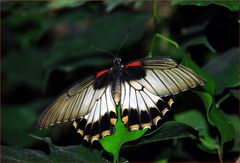 Papilio memnon