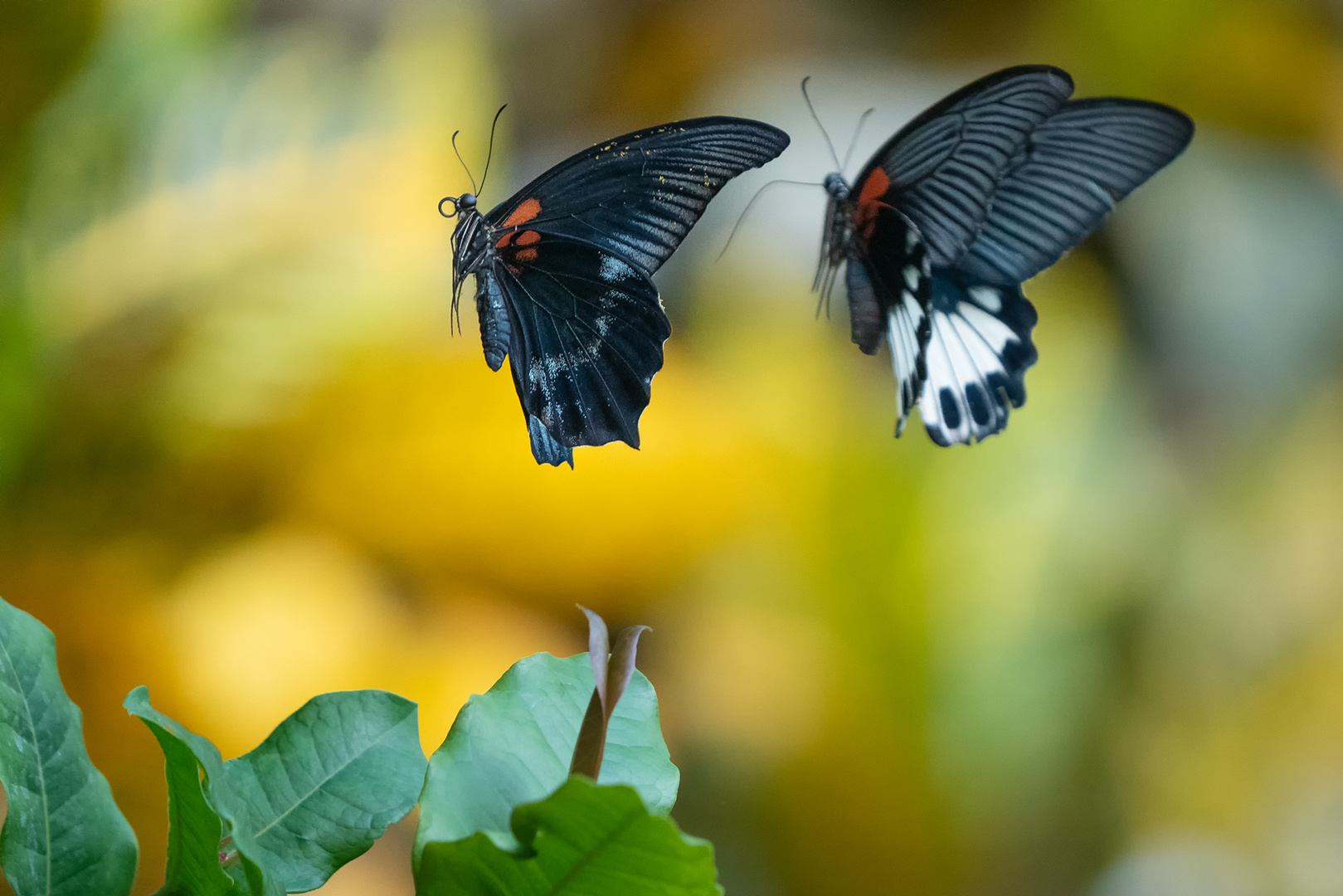 Papilio Memnon