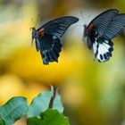 Papilio Memnon