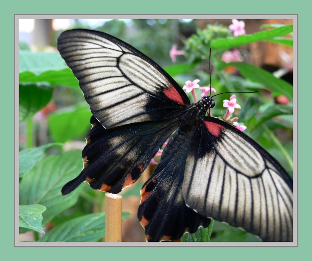 Papilio memnon