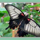 Papilio memnon