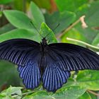 Papilio memnon var. agenor (m.)