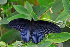 Papilio memnon var. agenor (m.)