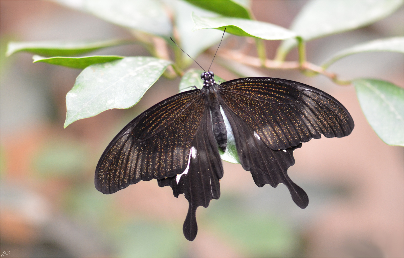 Papilio nephelus