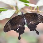 Papilio nephelus