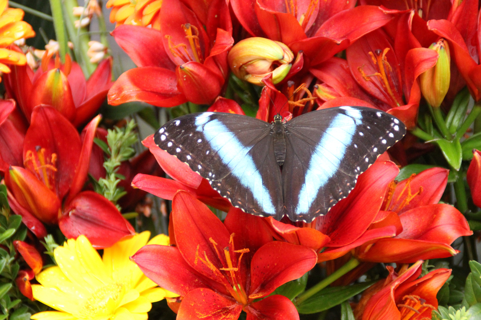  Papilio niereus ?