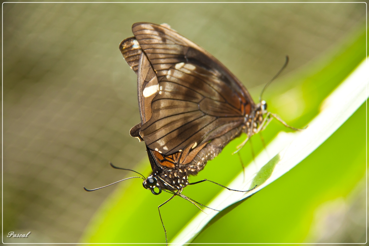 Papilio Nireus