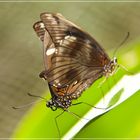 Papilio Nireus