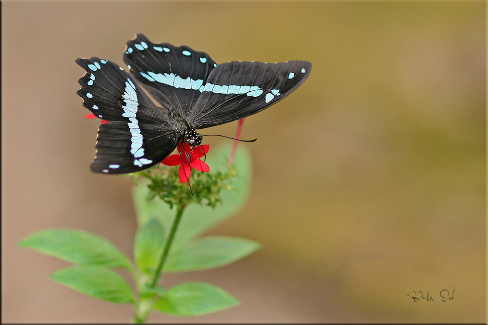 Papilio nireus lyaeus