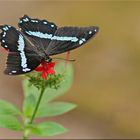 Papilio nireus lyaeus