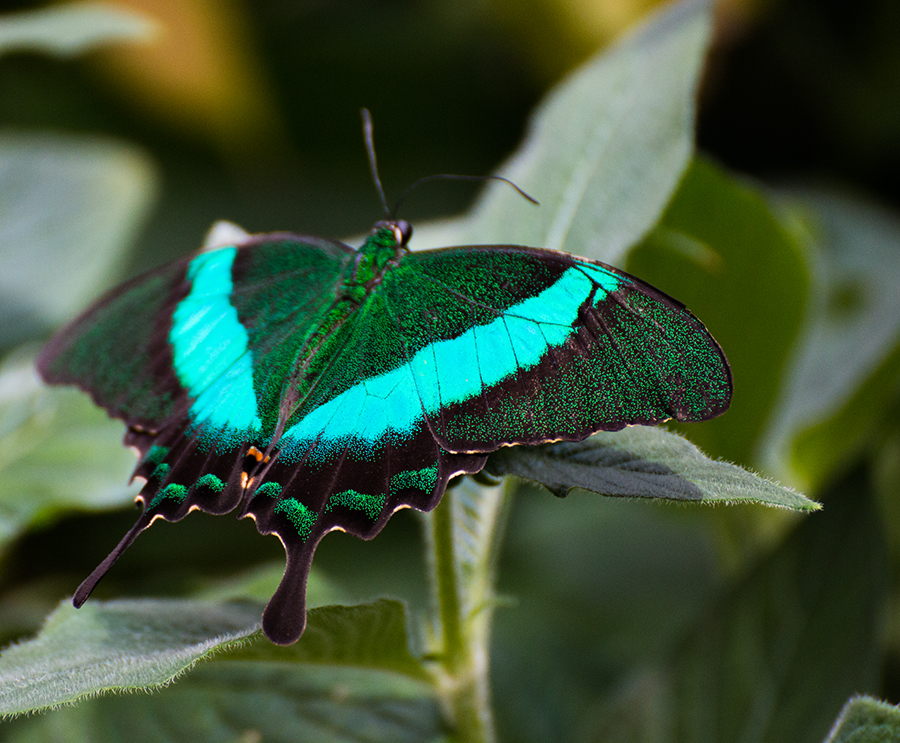 Papilio palinurus