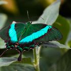 Papilio palinurus