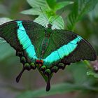 papilio palinurus