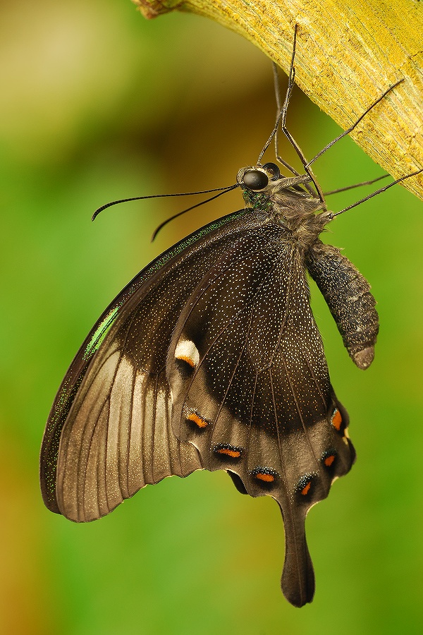 Papilio palinurus