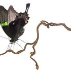 Papilio palinurus