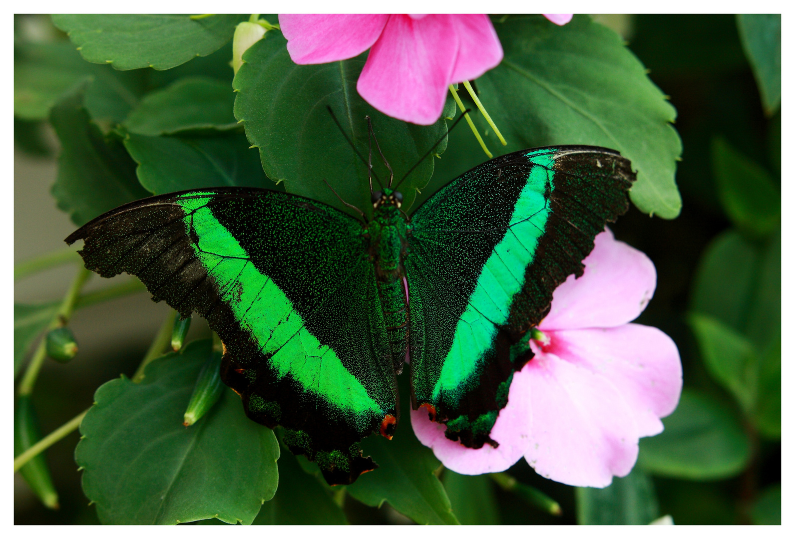 Papilio Palinurus