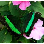 Papilio Palinurus