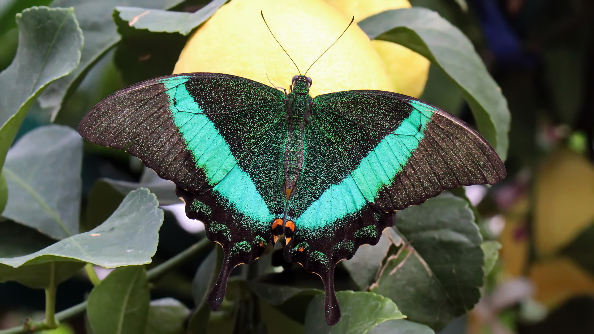 Papilio palinurus