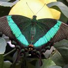 Papilio palinurus