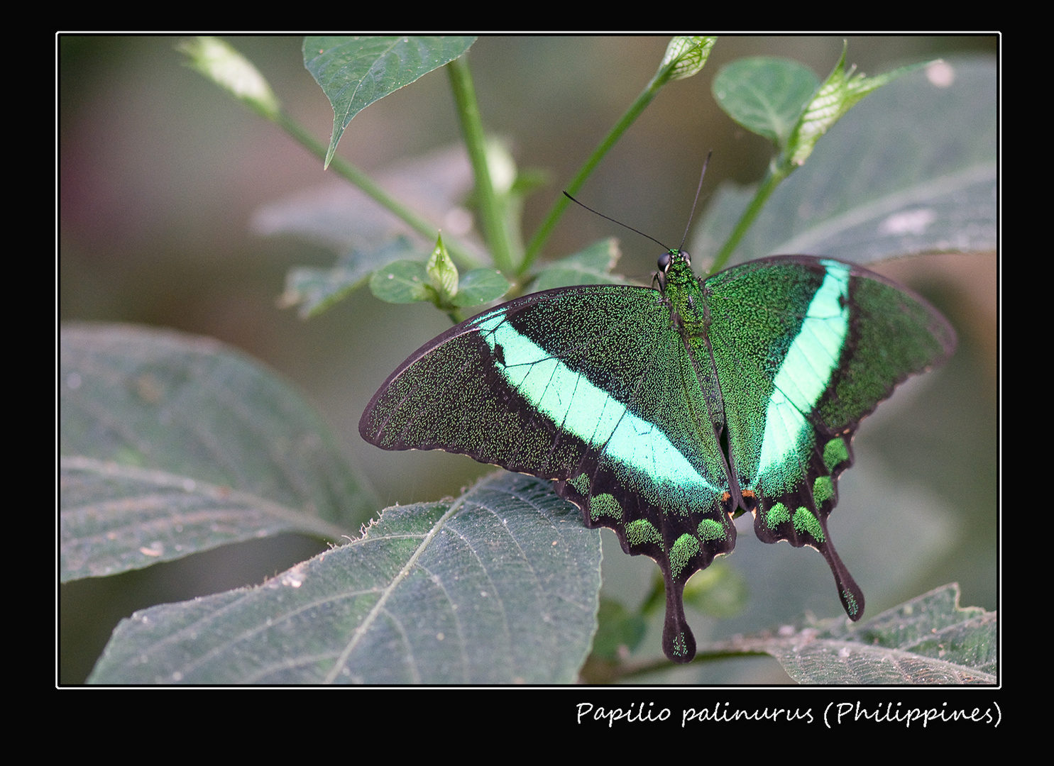 Papilio palinurus