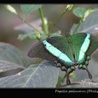 Papilio palinurus