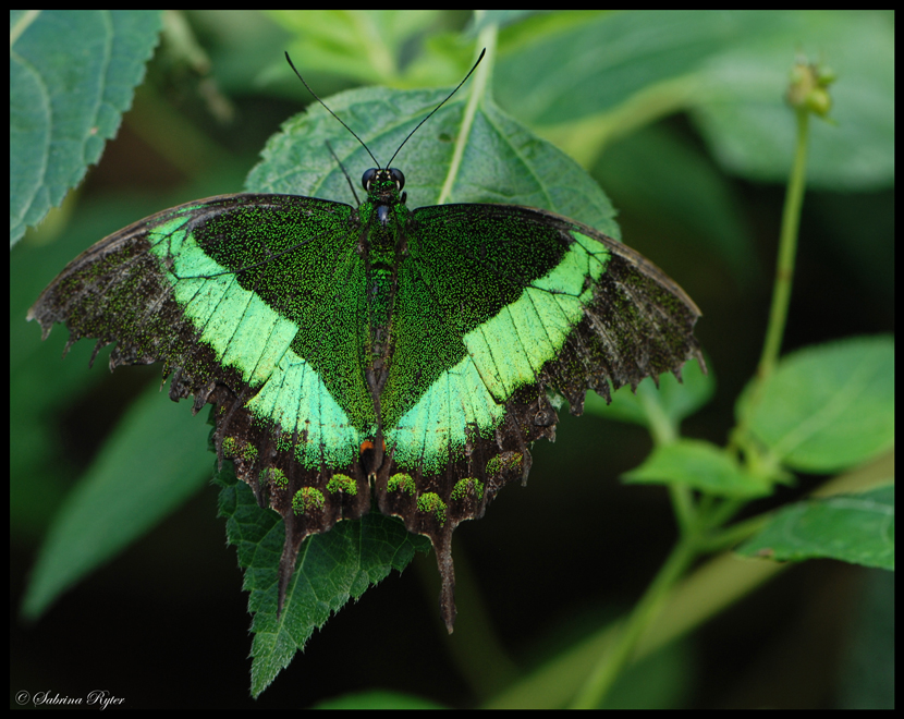 Papilio palinurus