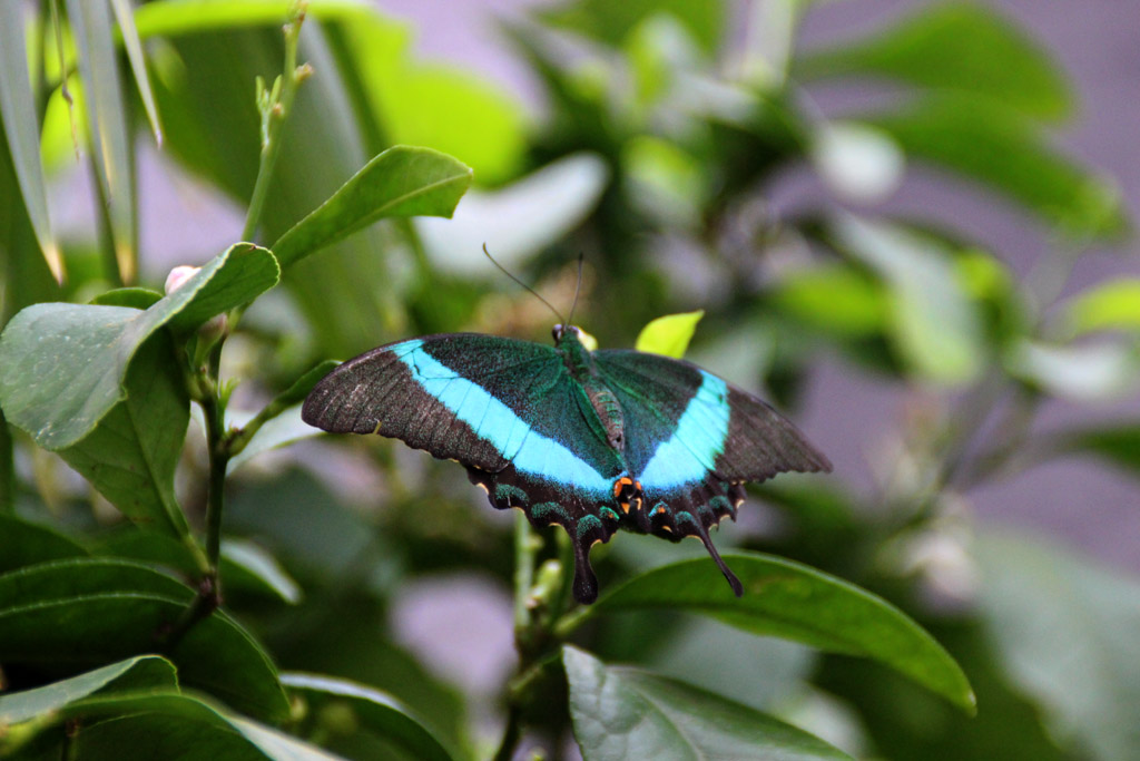 Papilio palinurus 