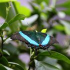Papilio palinurus 