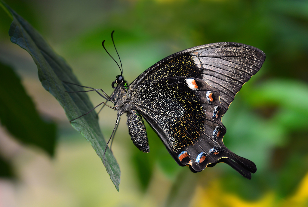 Papilio Palinurus