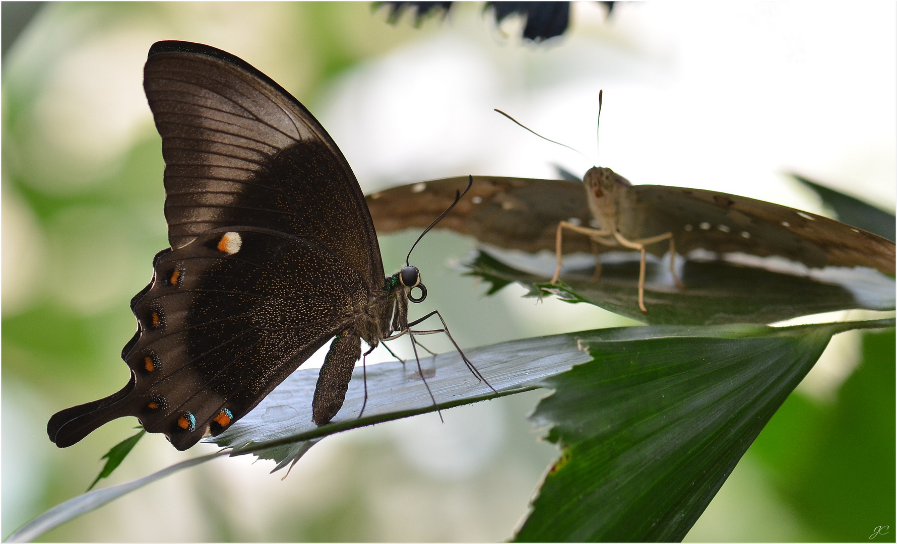 Papilio palinurus & Co.