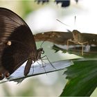 Papilio palinurus & Co.