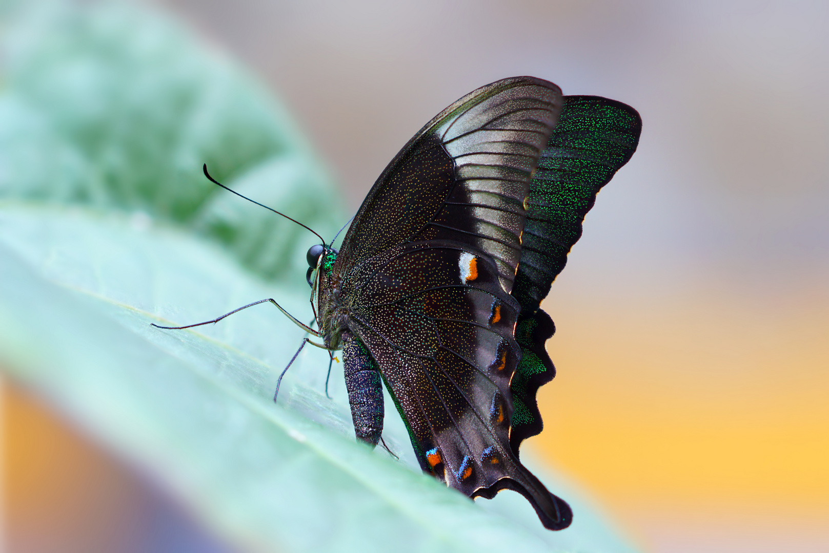 papilio palinurus daedalus Foto & Bild makro, natur, macro Bilder auf