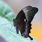 papilio palinurus daedalus