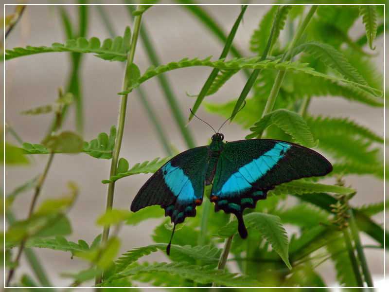 Papilio Palinurus