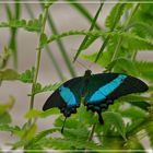 Papilio Palinurus