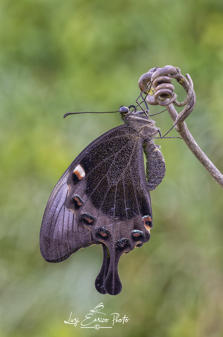 Papilio palinurus (Fabricius, 1787)