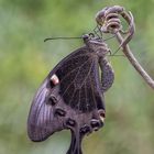 Papilio palinurus (Fabricius, 1787)