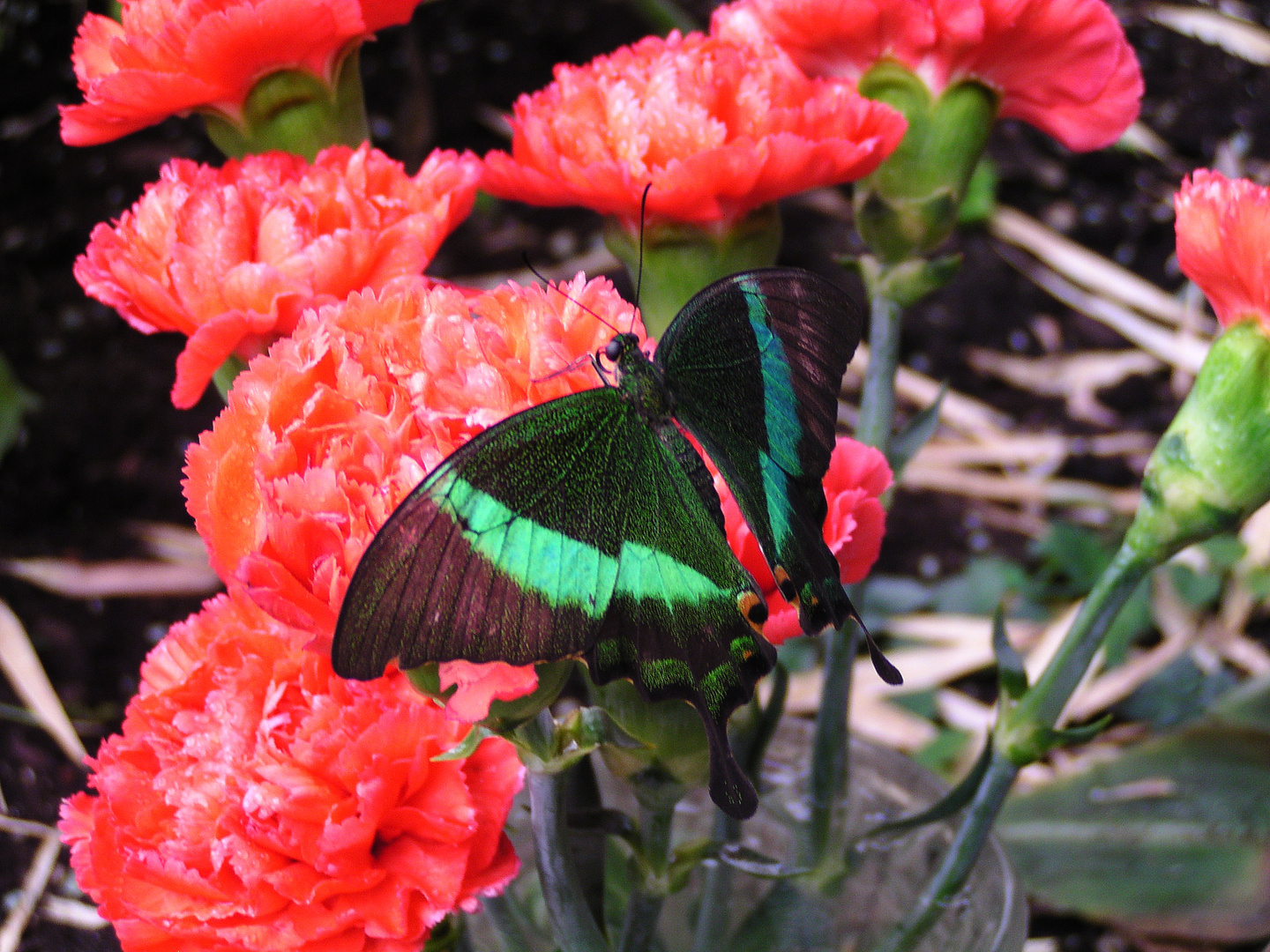 Papilio palinurus Fabricius