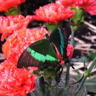 Papilio palinurus Fabricius