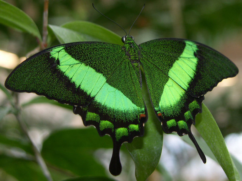 "Papilio palinurus" (grün gestreifter Schwalbenschwanz)