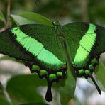 "Papilio palinurus" (grün gestreifter Schwalbenschwanz)