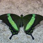 --Papilio palinurus- Neonschwalbenschwanz-- danke    "Alicefairy" für die Bestimmungshilfe 