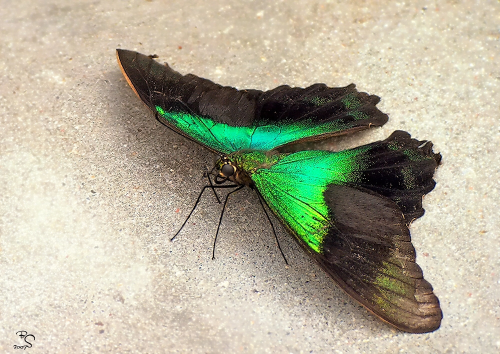 Papilio peranthus