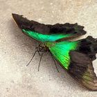 Papilio peranthus