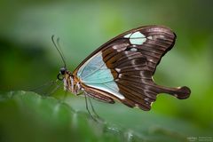 papilio phorcas