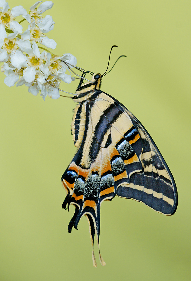 Papilio pilumnus